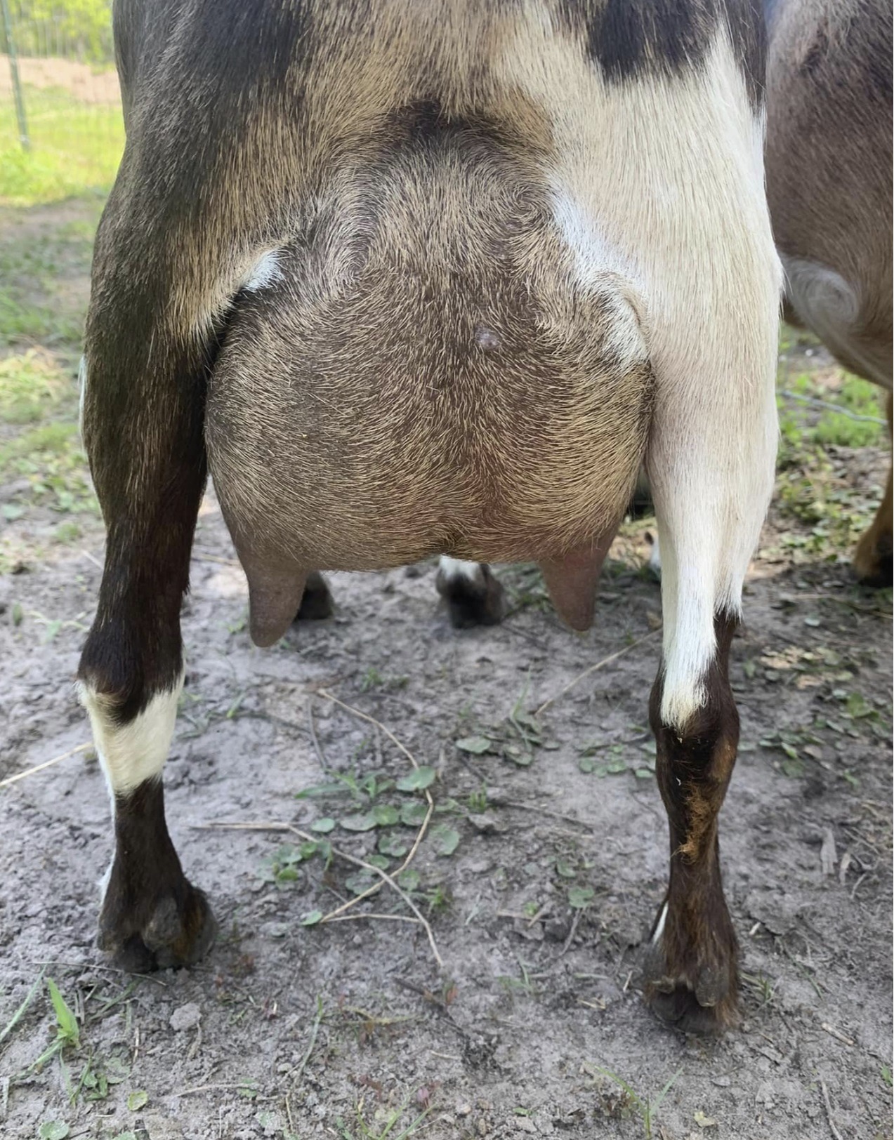 Goat Care and Management of Breeding Herd